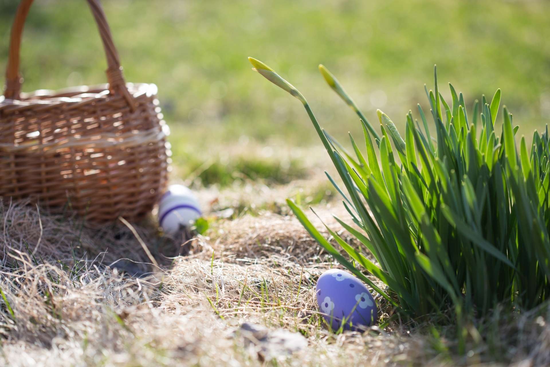 An easter basket sitting in the grass with easter eggs and tulips.